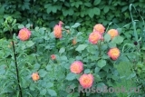 Gartenspass ® Gartenspass ®