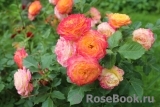 Gartenspass ® Gartenspass ®