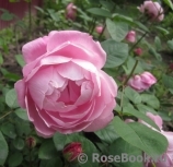 Mary Rose Mary Rose
