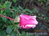 Blossomtime Blossomtime