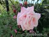 Blossomtime Blossomtime