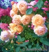Crown Princess Margareta® Crown Princess Margareta®
