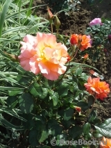 Westerland Westerland