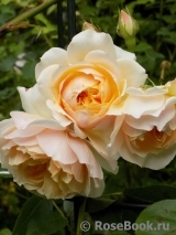 Ginger Syllabub Ginger Syllabub