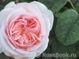 Claire Rose Claire Rose