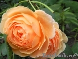 Crown Princess Margareta®