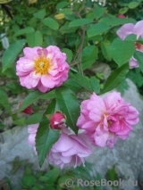 Cornelia Cornelia