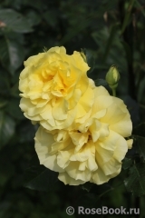 Friesia Friesia