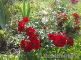Austriana ® Austriana ®