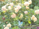 Crown Princess Margareta® Crown Princess Margareta®