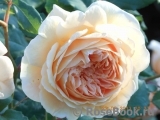Crown Princess Margareta® Crown Princess Margareta®