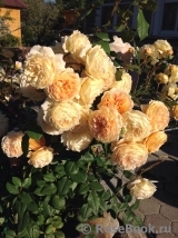 Crown Princess Margareta® Crown Princess Margareta®