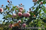 A Shropshire Lad A Shropshire Lad