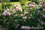 A Shropshire Lad A Shropshire Lad
