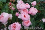 The Alnwick Rose The Alnwick Rose
