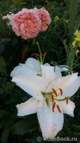 Abraham Darby Abraham Darby