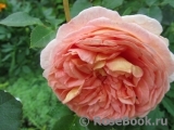 Abraham Darby Abraham Darby