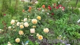 Crown Princess Margareta® Crown Princess Margareta®
