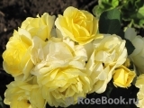 Golden Border Golden Border