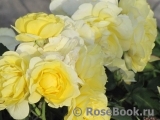 Golden Border Golden Border