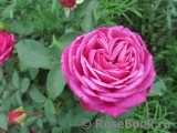 Heidi Klum Rose Heidi Klum Rose