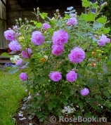 Lavender Lassie Lavender Lassie
