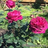 Falstaff® Falstaff®