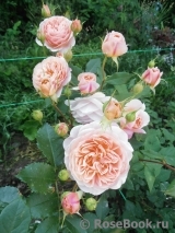 William Morris William Morris