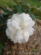 White Meidiland White Meidiland
