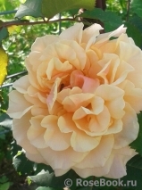 Caramella Caramella
