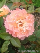 Augusta Luise Augusta Luise