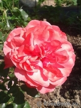 Rosarium Uetersen Rosarium Uetersen