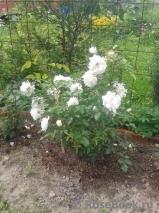 Schneewittchen Schneewittchen