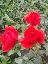 Cherry Girl ® Cherry Girl ®