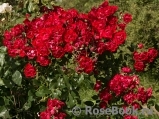 Black Forest Rose ®