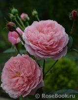 The Alnwick Rose The Alnwick Rose