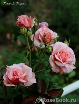 Rose de Tolbiac ® Rose de Tolbiac ®