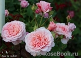 Rose de Tolbiac ® Rose de Tolbiac ®