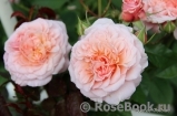 Rose de Tolbiac ® Rose de Tolbiac ®