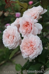 Rose de Tolbiac ® Rose de Tolbiac ®