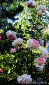 Abraham Darby Abraham Darby