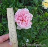 ОПРЕДЕЛИТЕЛЬ ОПРЕДЕЛИТЕЛЬ