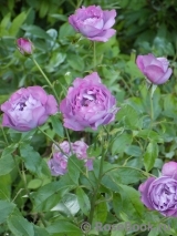Shocking Blue Shocking Blue