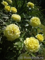 Tete d'Or Tete d'Or