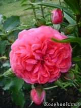 Rosarium Uetersen Rosarium Uetersen