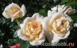 Lions Rose Lions Rose