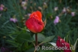 Frohsinn 82 Frohsinn 82