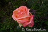 Frohsinn 82 Frohsinn 82