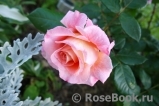 Augusta Luise Augusta Luise