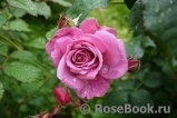Shocking Blue Shocking Blue